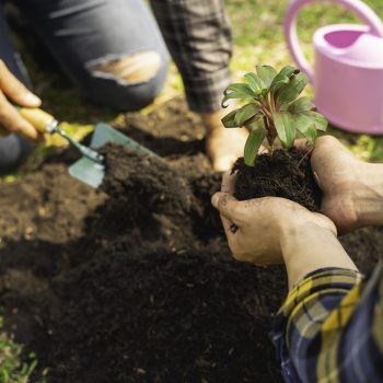 two young men are planting a tree to preserve the environment, plant tree concept to reduce global warming, eco concept green world, nature, environment, and ecology
